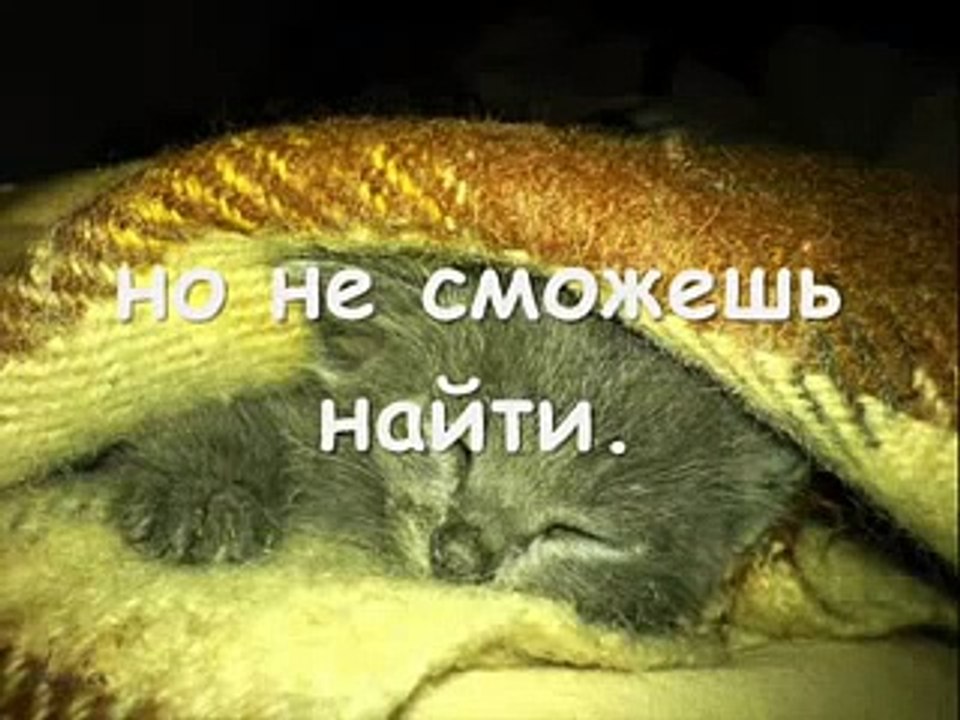 Как умирают кошки ?