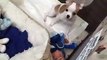 MORE Precious Puppy Cuteness - mom's baby Chihuahua dog