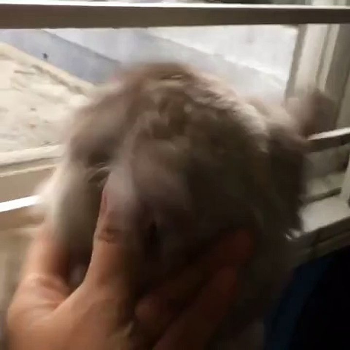 Best Funny Cats Compilation [Most See] Funny Cat Videos Ever 2015