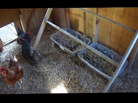 Backyard Chickens 06: Perch Poop & Waterer Heater