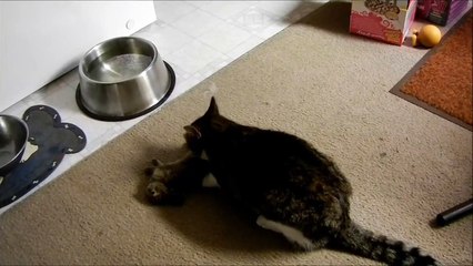 Look what my cat drug home. Warning graphic