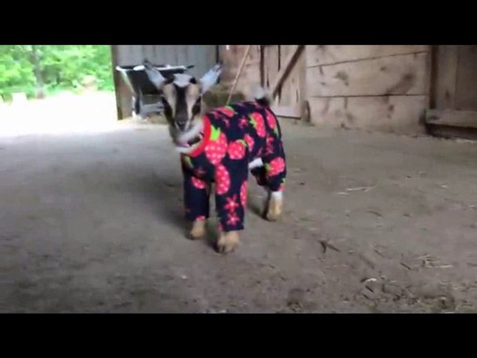 Cute Video : Baby Goats Playfully Run in Their Pajamas