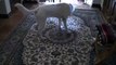 FUNNY - Siberian Husky chases laser