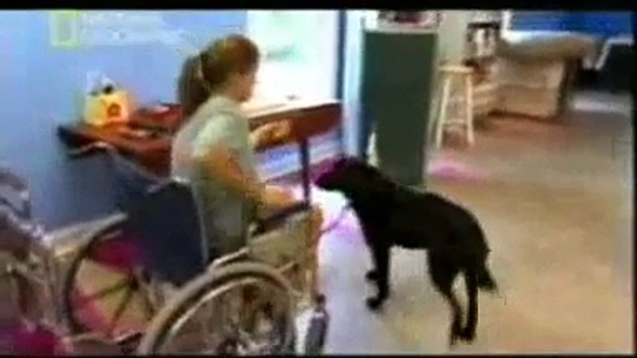 PERROS INTELIGENTES 3/3