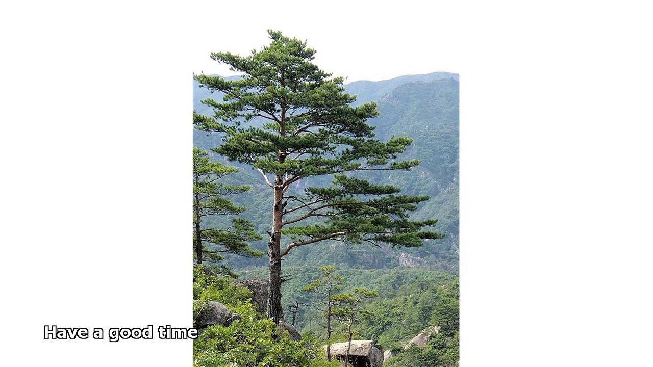 english pine trees