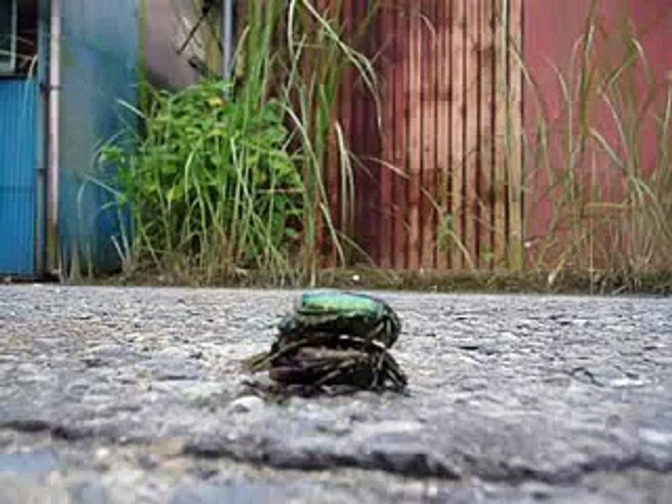 bugs having sex