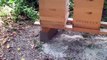 Beekeeping Tip -  Ant and Beetle Repellent