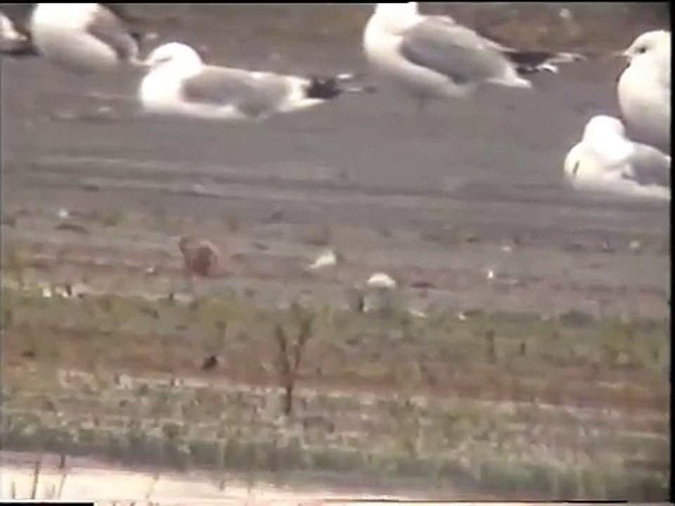 Lesser Sandplover (Charadrius mongolus) Sweden 1996
