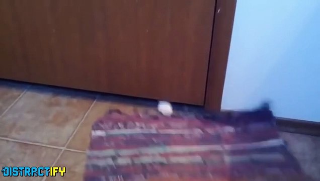 5 Reasons Why You Should Never Trust Cute Animals