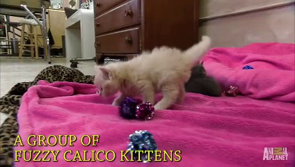 Five Cutest Animal Friendships _ Too Cute!