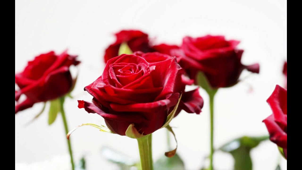 Roula and Ryan's Roses 02 12 15 video Dailymotion