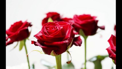 Roula and Ryan's Roses 02 12 15