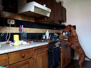 My Vizsla (Blisk)-always hungry when home alone