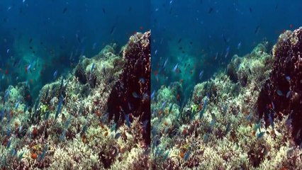 Pinkau 3D  5D, EVO 3D, LG P920 Optimus 3D, Oceanworld 3D, Nvidia 3D Vision - 720p