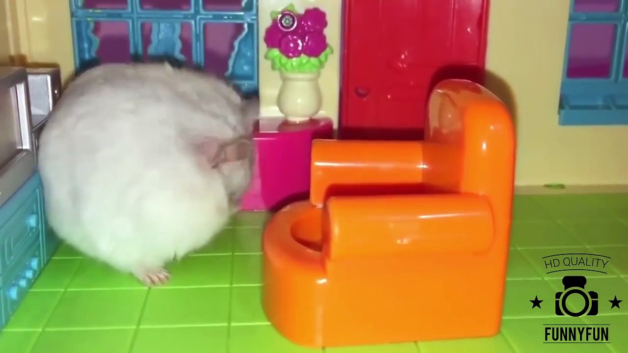 Best Of Hamster - Mischievous Hamster