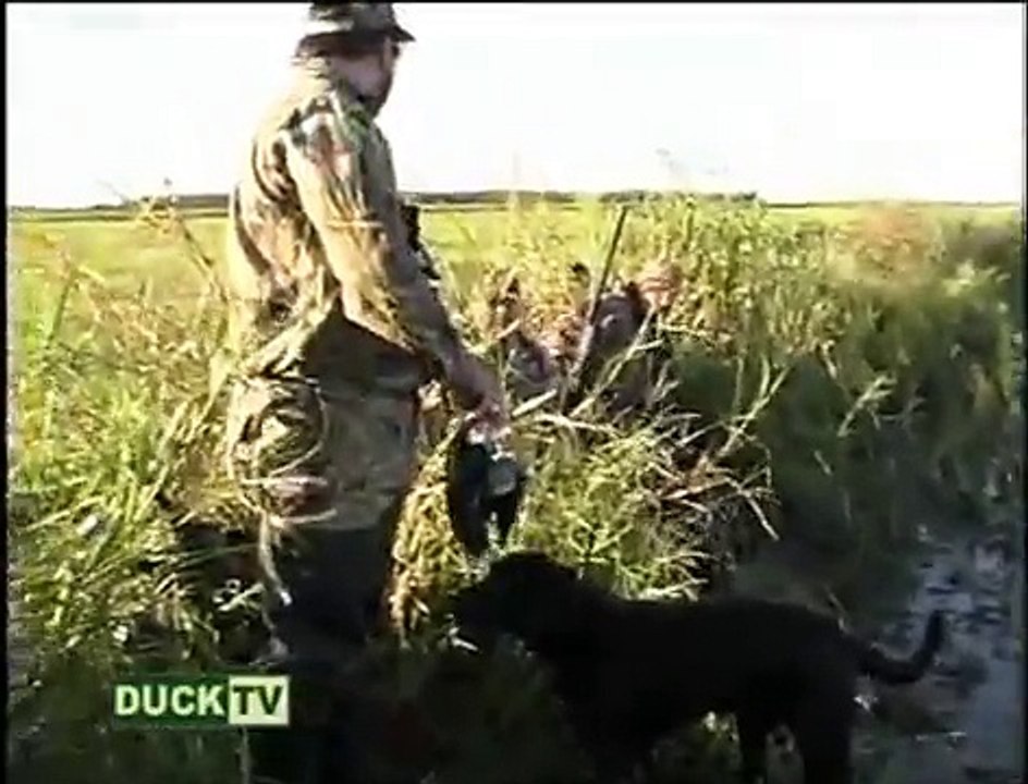 Duck hunt for Teal in Louisiana, duck call, blue wing teal