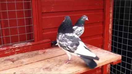 Pakistani Pigeons 2014 (3)