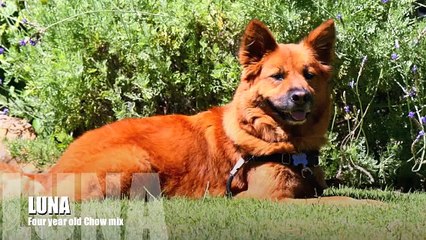 Chow Chow: Dogs Afraid of Kids