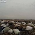 Duck Hunting - Hidden Hunters