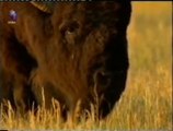 Agresion y testosterona: Atraccion animal (Bisontes)