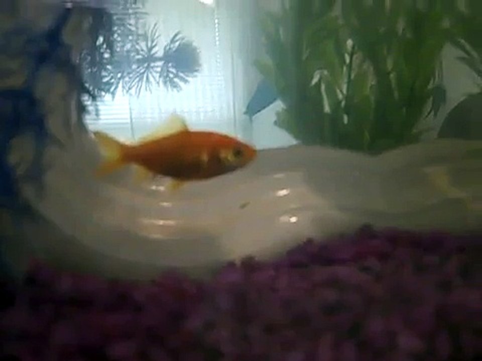 My Gold Fish Song