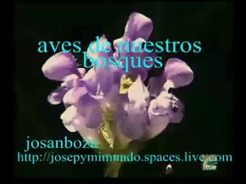 AVES DE NUESTROS BOSQUES