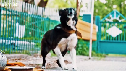Funny animals shouts dubbed by kids commercial