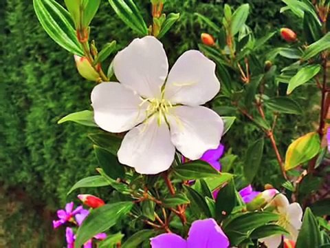 Choose Light (Speech and Music) - Prem Rawat (Maharaji)