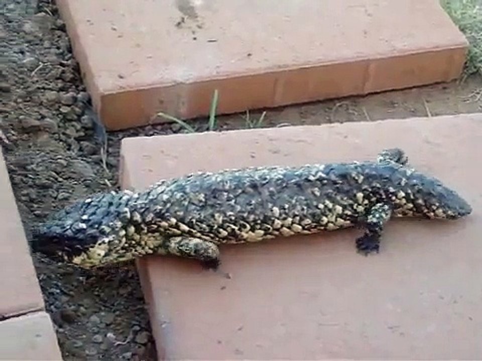 Shingleback Skink