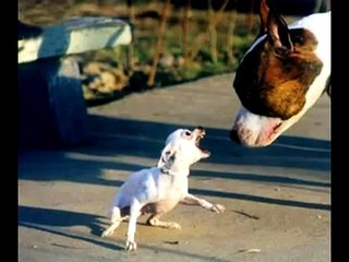 Opie & Anthony Joking About Vicious Dog Breeds