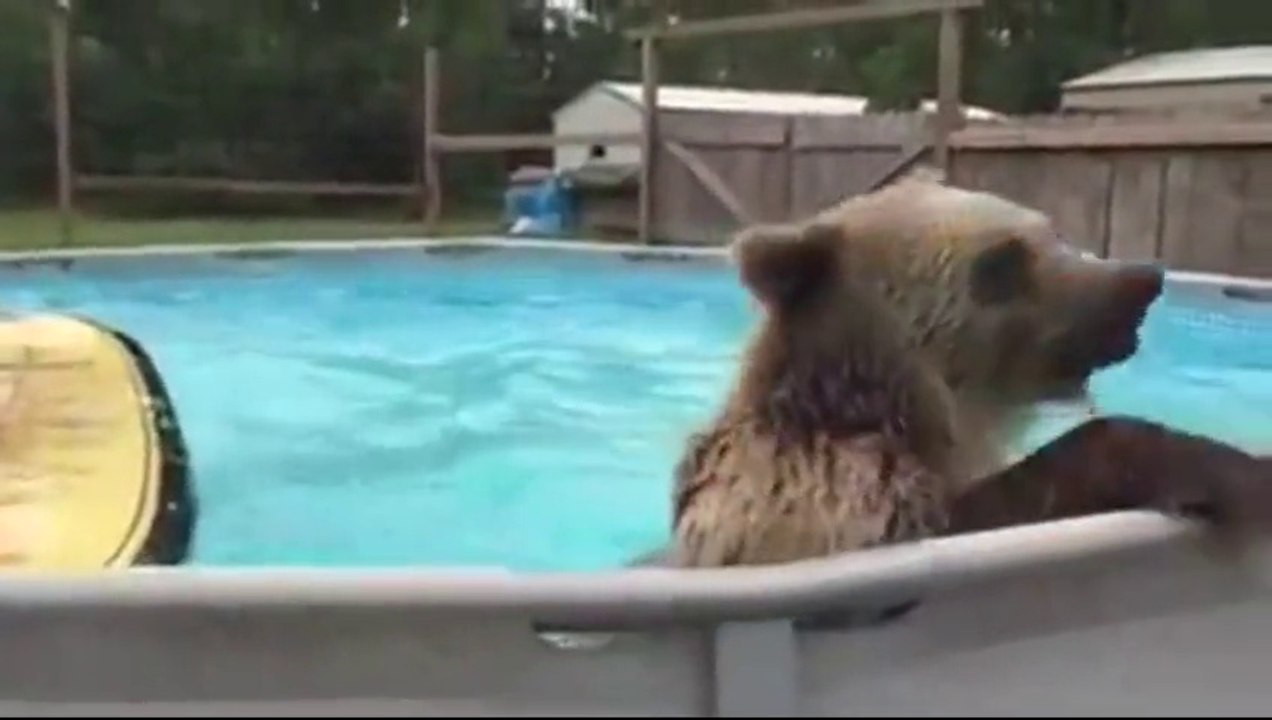 Bear Cooling Off In A Swimming Pool is so funny!