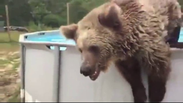 Cet ours vient se rafraichir dans la piscine