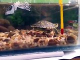 Tartaruga Tigre d'água comendo peixe