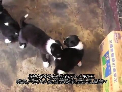 ~小小飛盤狗~2011/04/11~出生33天~邊境牧羊犬幼犬