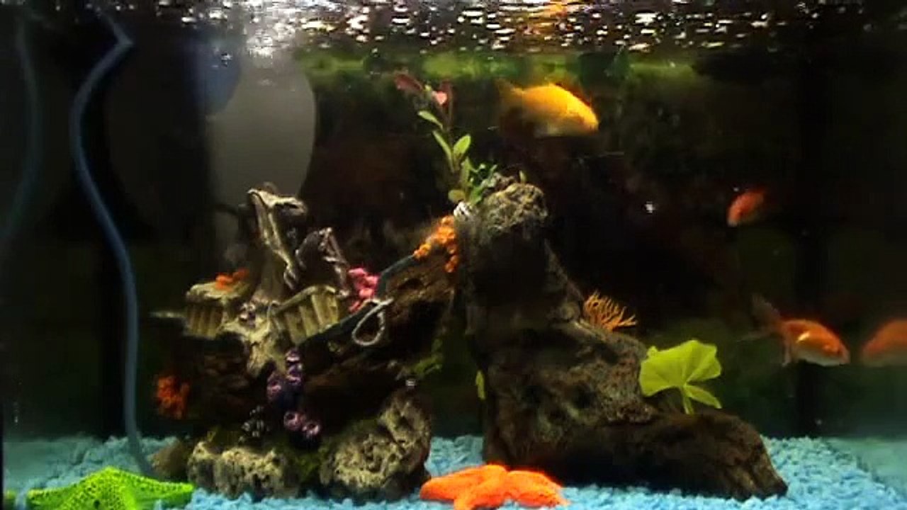 Goldfish fancy Goldfish feeding time, High Quality