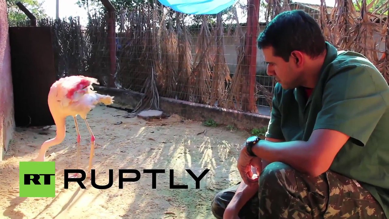 Un flamant rose apprend à marcher avec sa nouvelle prothèse de patte