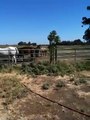 Horses gather at Watering hole-pecking order-Herd Behavior - Rick Gore Horesmanship