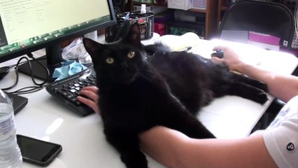 Impossible de travailler avec un chat à la maison