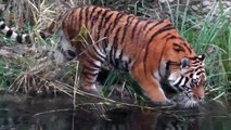 Sibirischer Tiger Jegor und Chinesischer Leopard Julius - Tierpark Hellabrunn