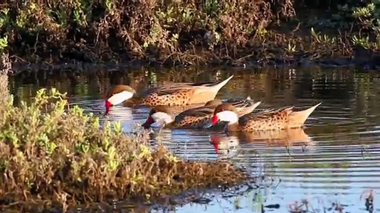 Water and birds in Aruba - Awa; Magia di nos naturalesa