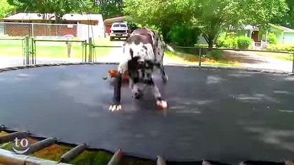 Animals Jumping on Trampolines