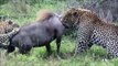 National Geographic Documentary Wild Animals attack National Geographic Animals ✔ ► P.1