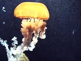 水族館•••クラゲ