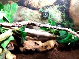 My Chinese water dragons setup