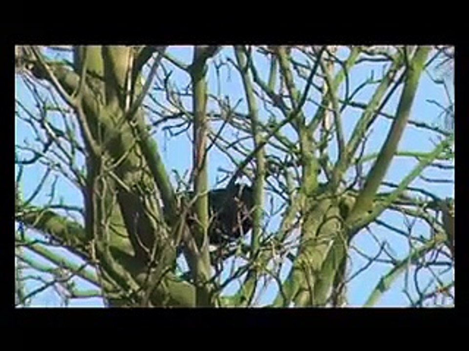 Rooks