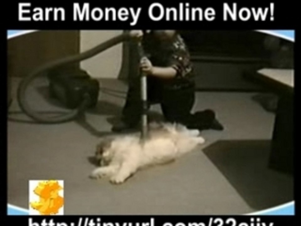 Funny-cats
