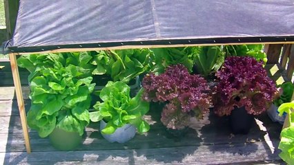 Grow Lettuce (2015) DIY Heat Resistant Sun Shade