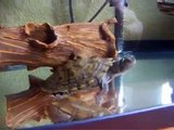 tortugas de agua,con 1 año y medio de vida