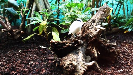 Copenhagen Zoo January 2012