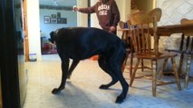 Massive Great Dane intensely chases laser pointer